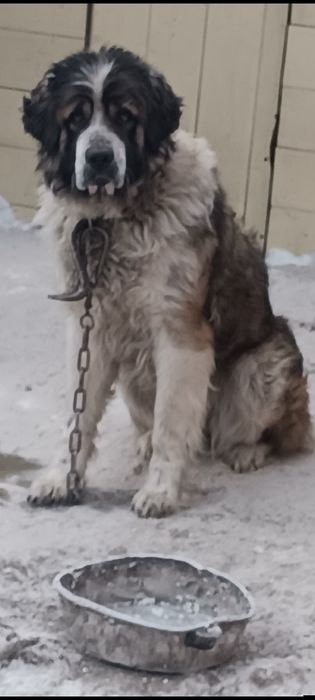 Московская сторожевая вязка!