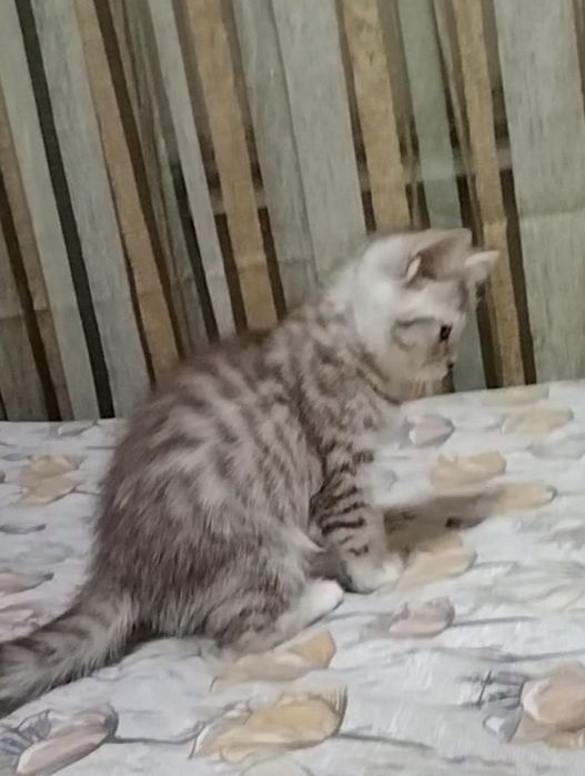 Скоттиш страйт. Девочка.