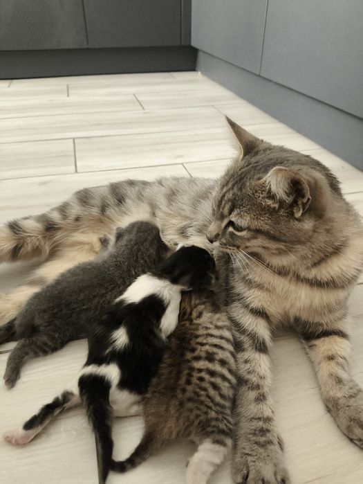 Кошка с новорожденным котятами