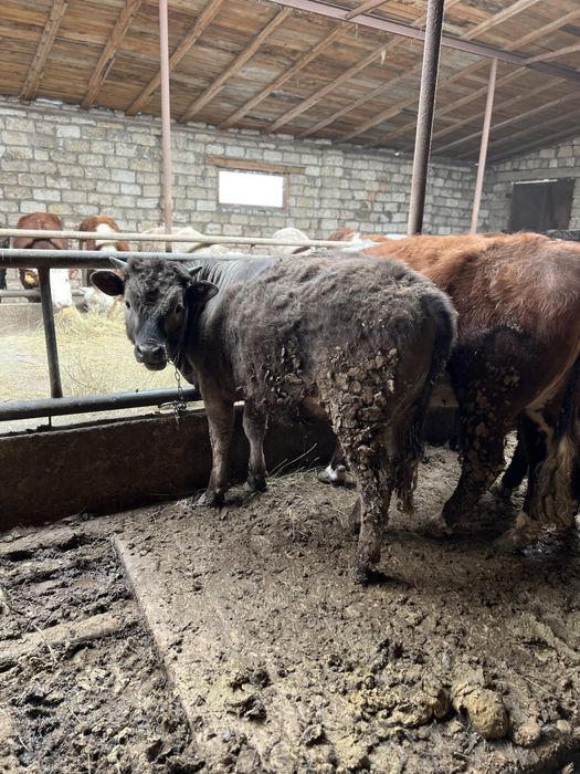 Продам бычки подсосы