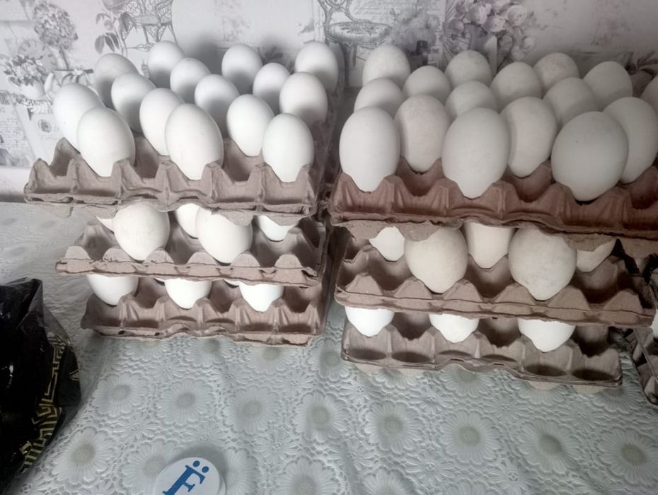 В наличии инеубационное яйцо гусей губернатор и уток черри велли в нал