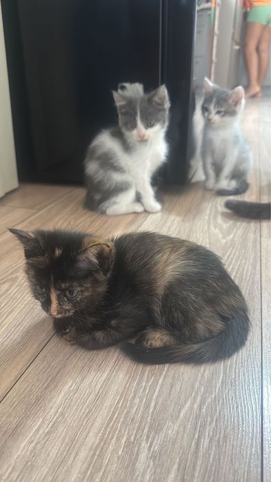 Отдам в хорошие руки котят девочек!