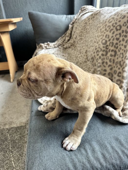 Pui femela American Bully Pocket
