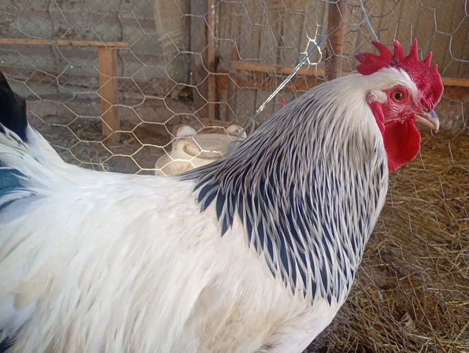 Disponibile gaini sussex