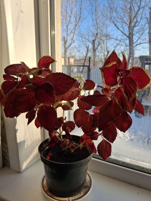 Красивые комнатные цветы