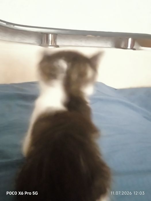 Отдам котят добрый руки