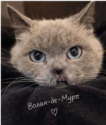 Волан-де-мурт мщет своего человека
