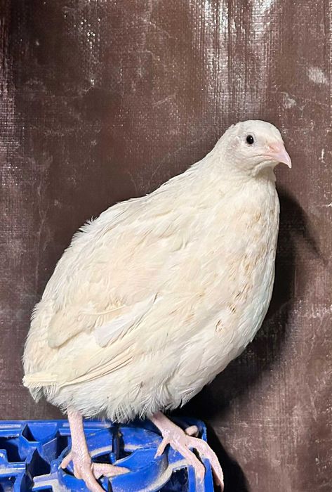 Preluam precomenzi și comenzi pui de prepeliță, oua de incubat