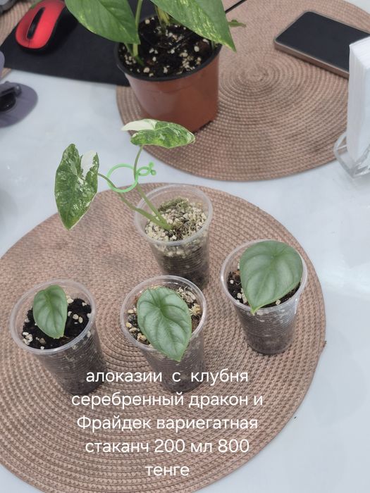 Комнатные растения,