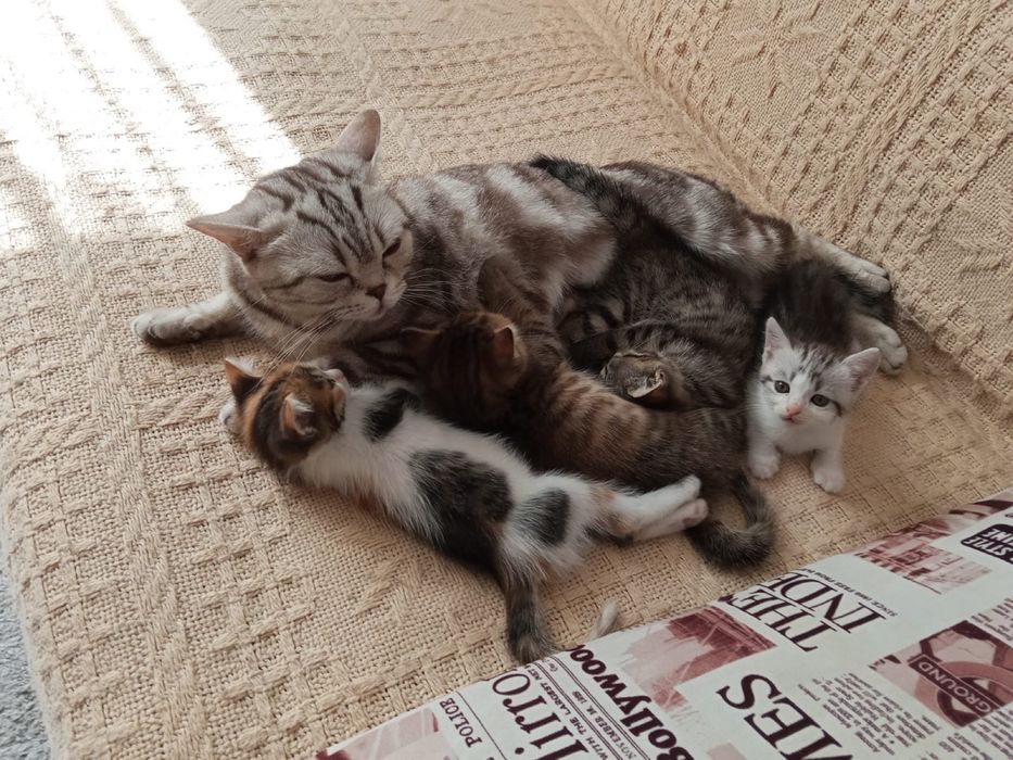 Котята Британцы помесь