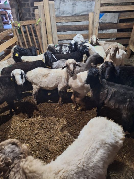 Жирные Бараны продажа в городе!