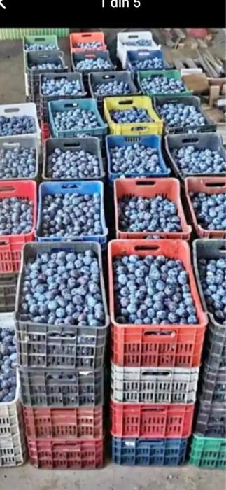 Prune pentru tuica recoltă proasată