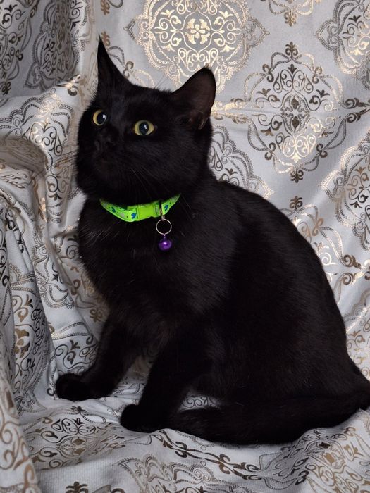 Подарите Чиппику семью