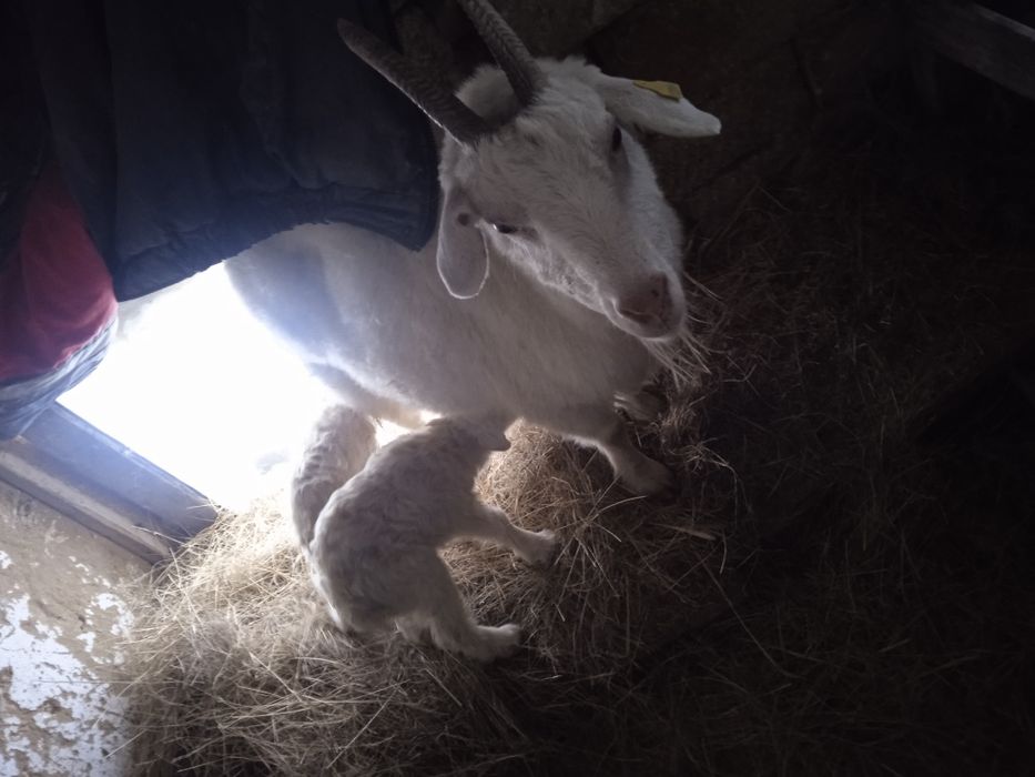 Ешкі коза теке де бар 7 бас