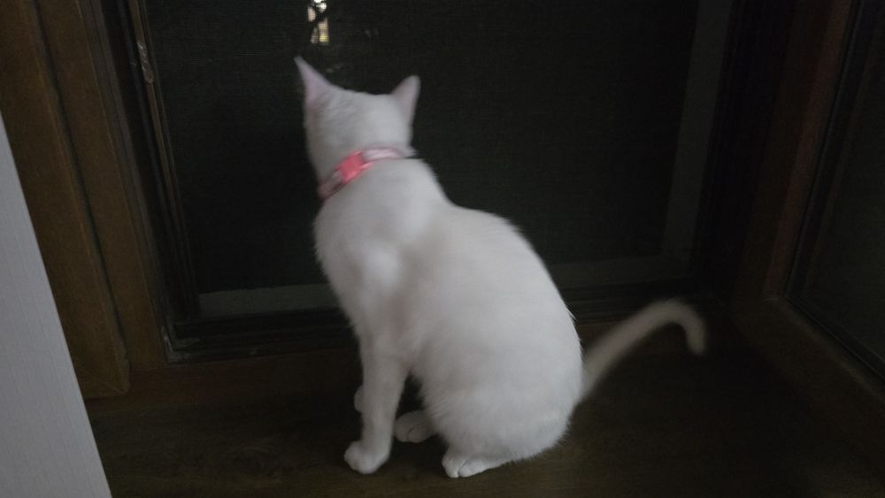 Кошке 5 месяцов ,день рождение 4 апреля