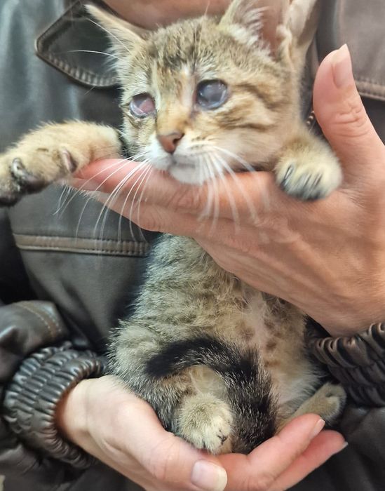 Особено коте търси особен човек