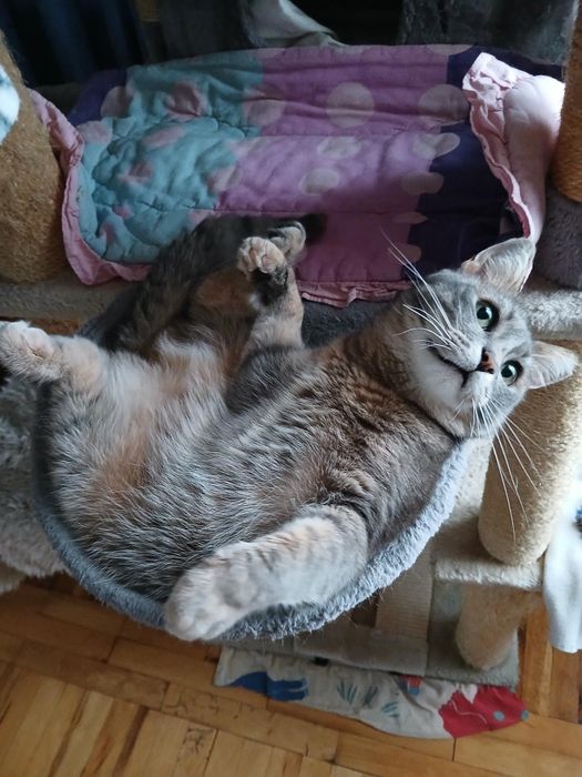 Подарявам котка - Синьо Таби, женска, кастрирана