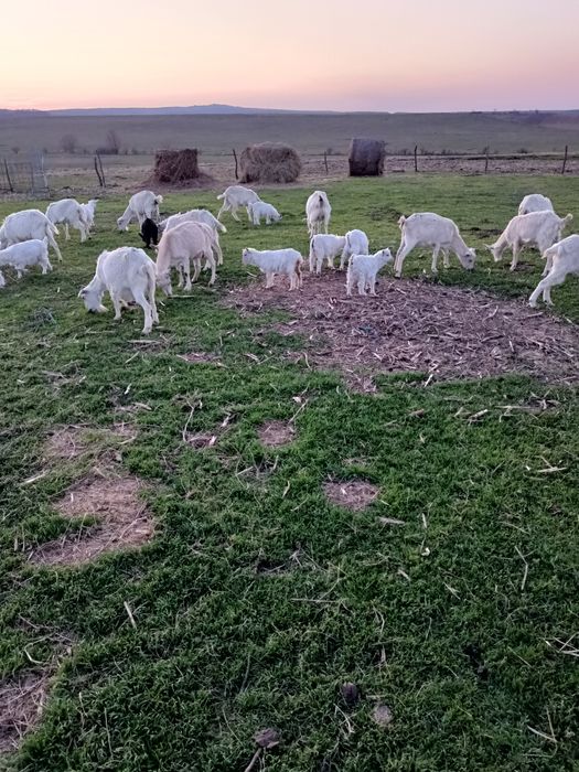 IEZI  și cirlani de vînzare ,capre cu lapte