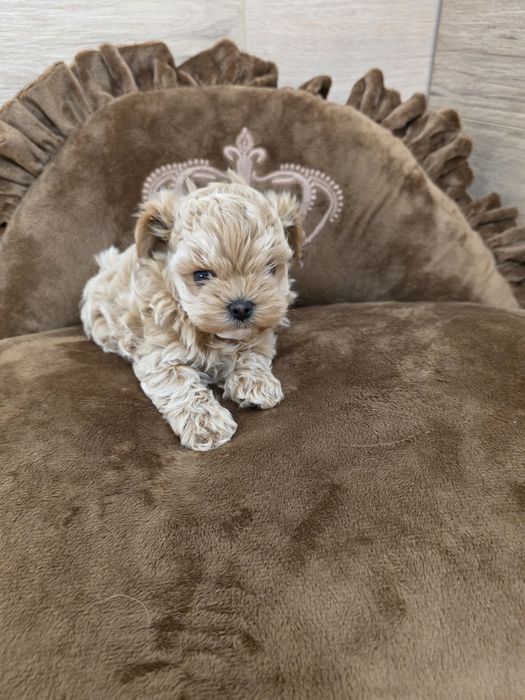Maltipoo teacup, mini toy