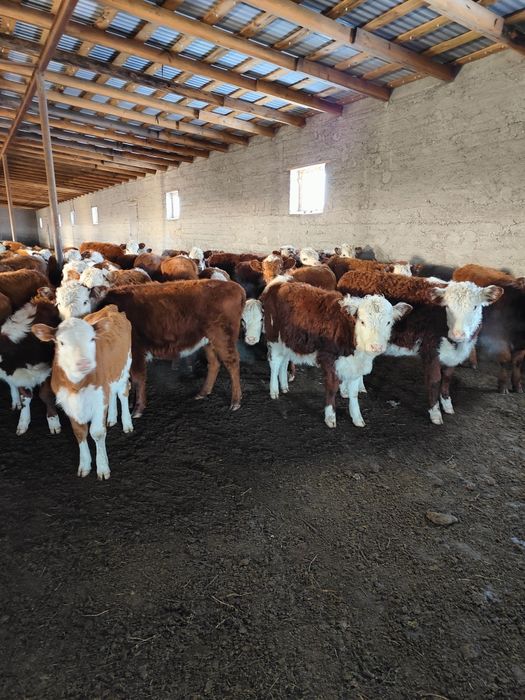 Ақбас подсостар сатылады. Ұрғашы.