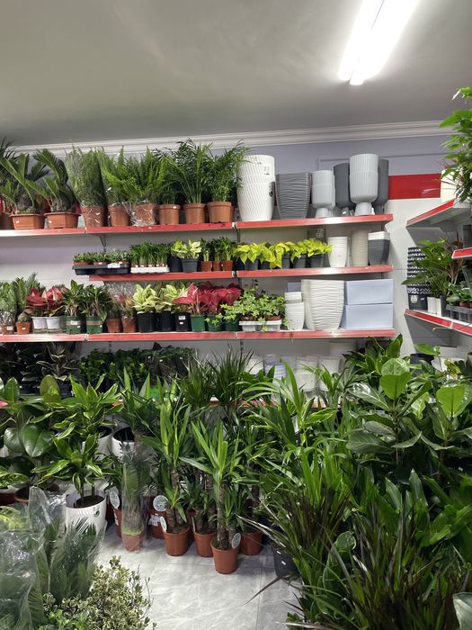 Комнатные растения дешевые