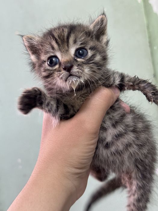 Отдам срочно котенка. Кто то выбросил возле арыка