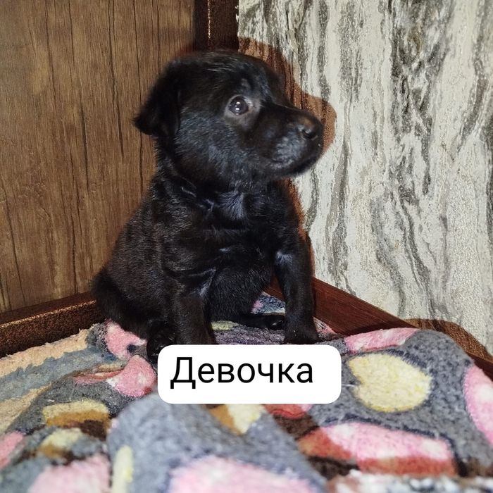 Малыши щенки ищут себе дом