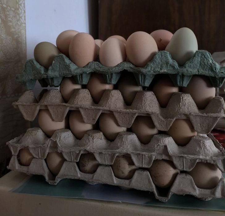 Oua de găină de țară