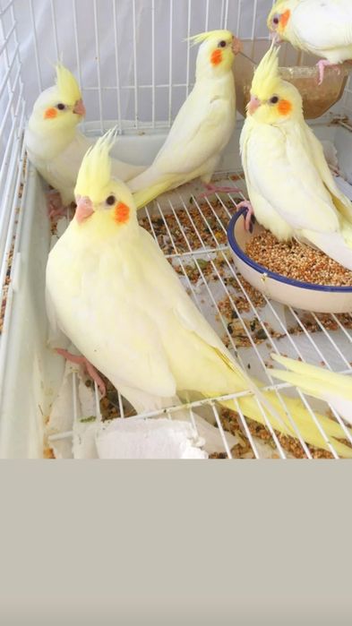 Кореллы птенцы ручные