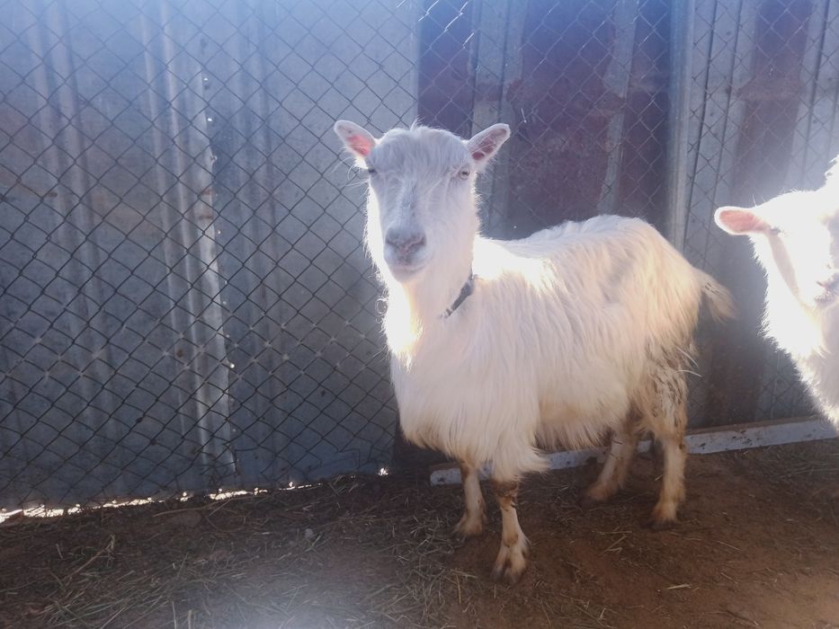 Продается дойная коза