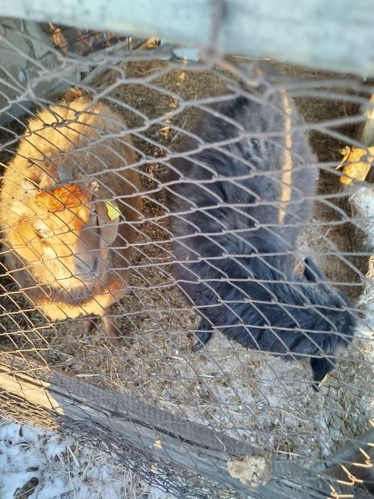 Козы               .