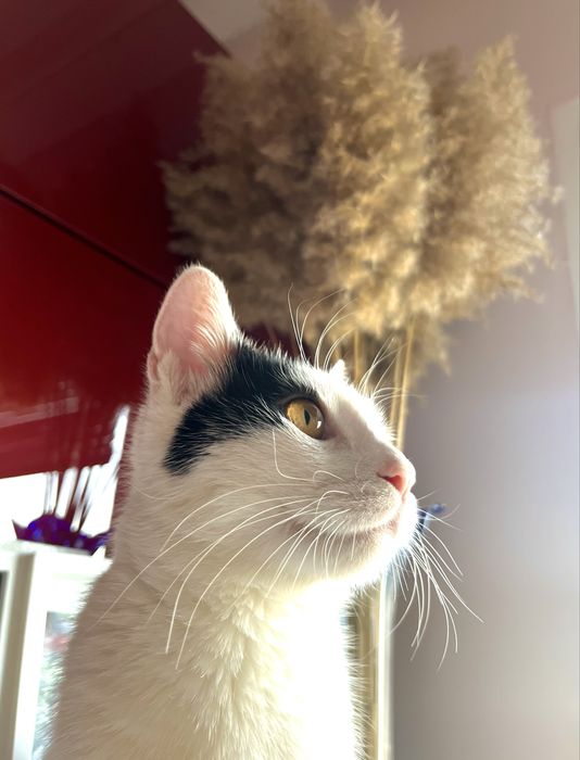 Подарявам мъжки котарак
