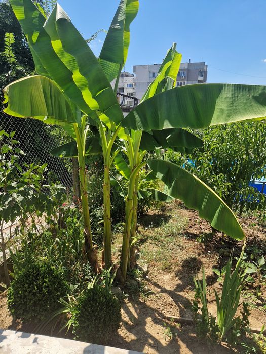 Бананова палма-200см+студоустойчива