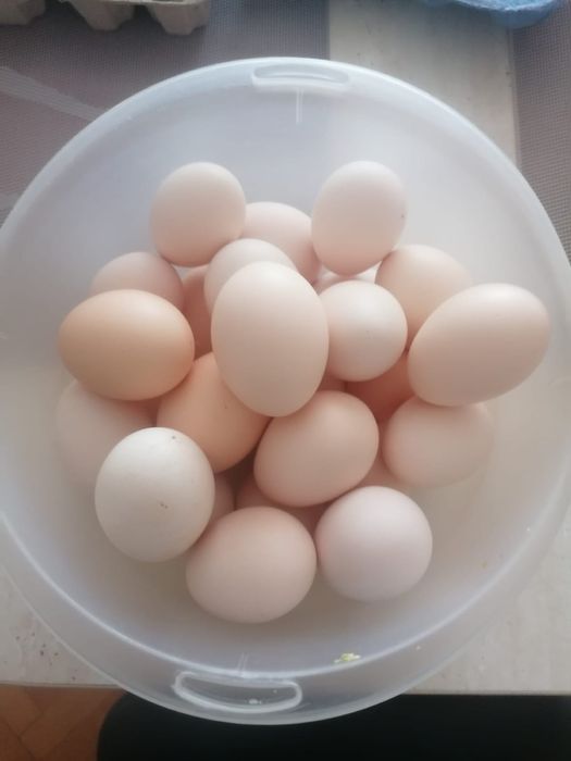 Vand oua pentru consum de la gaini austrolop