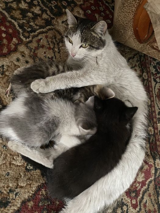 Отдам котят в добрые руки