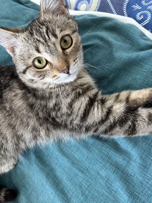 Отдам кошку в добрые руки