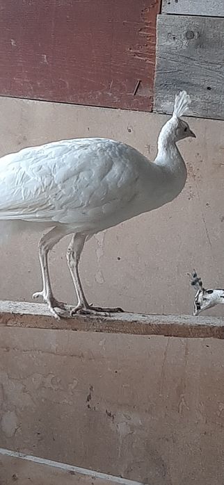 Schimb mascul 2025 cu femela sau mascul umăr negru sau alta  culoare