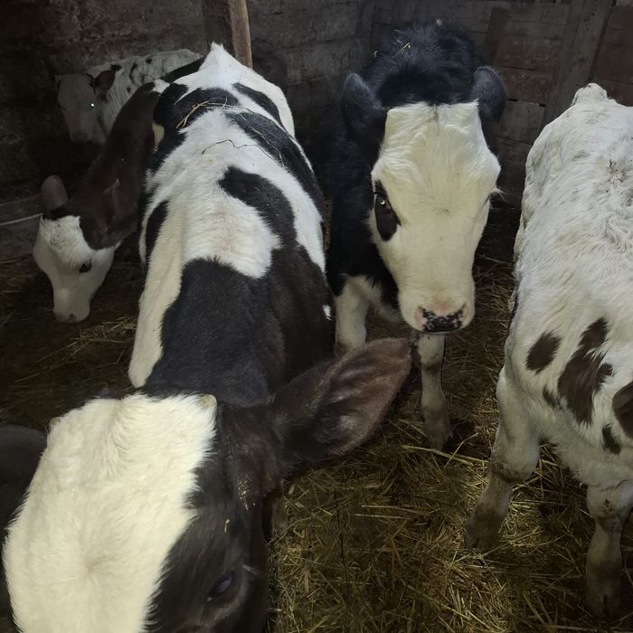 De vânzare Doi Tăurași și tăvițele mai multă treabă la telefon