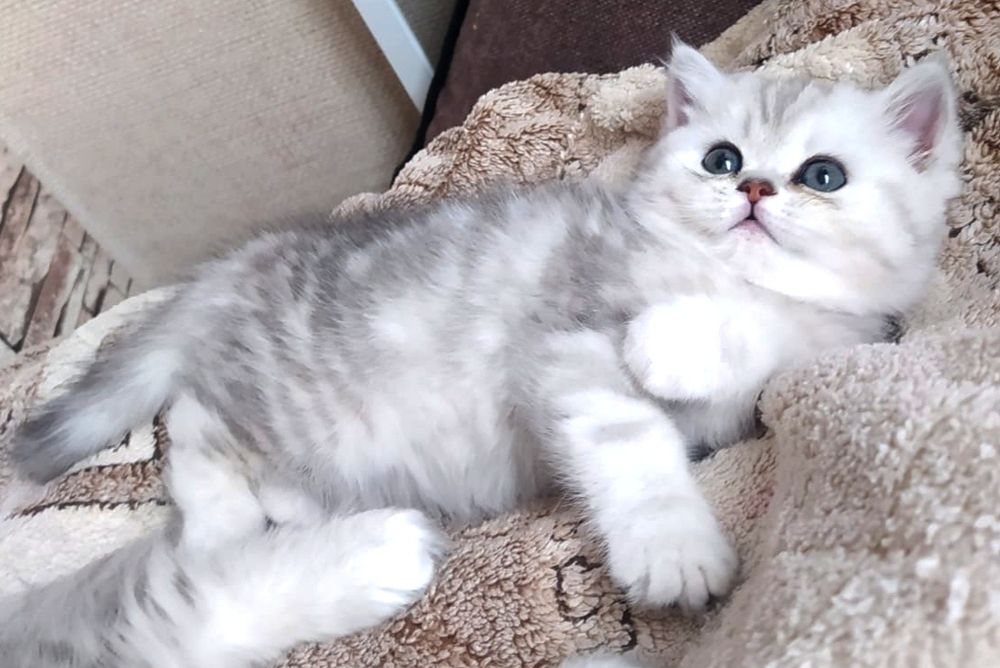 Кошечки и коТики БриТансКие,