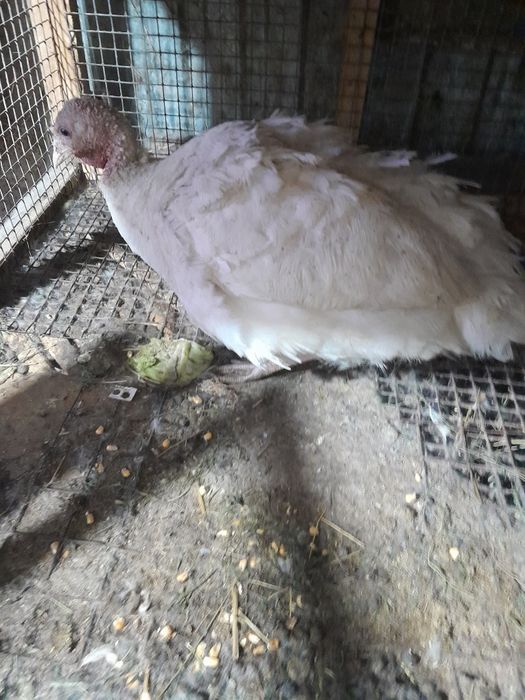 Продам индюшку белую
