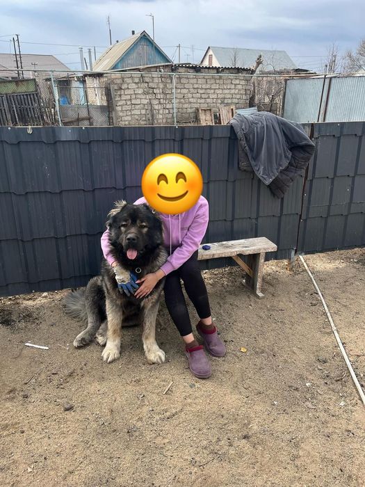 вязка Кавказская овчарка