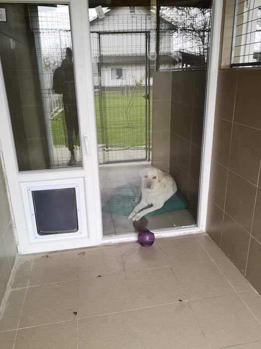 Cazare catei / Pensiune canina/Hotel