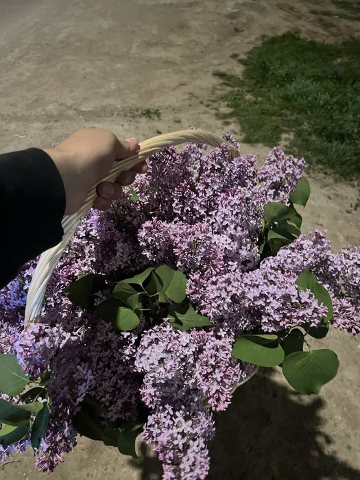 Корзина букет сирень