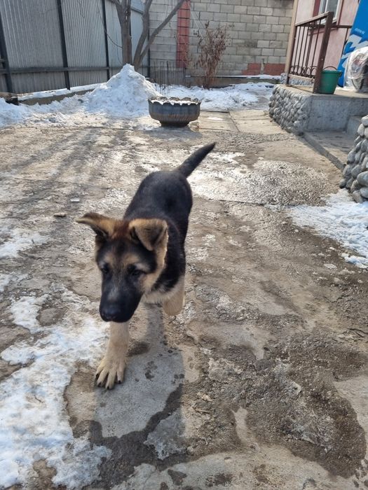 Немецкая овчарка щенок