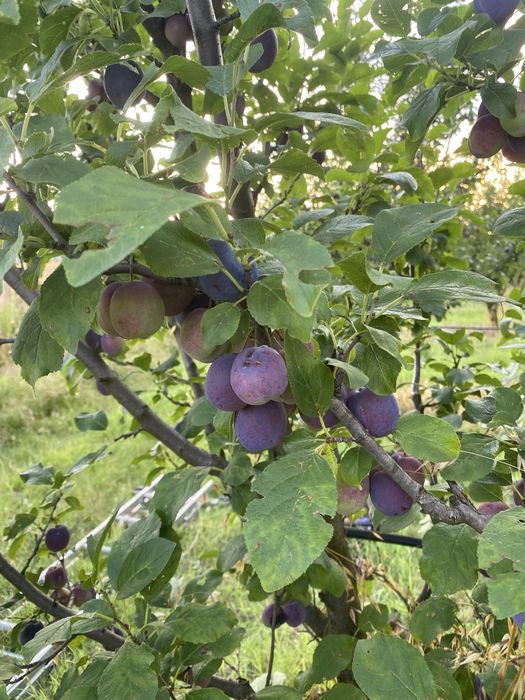 Prune vara gustoase