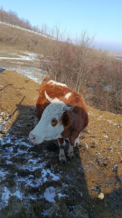 Vand Junici gestante in 6 luni