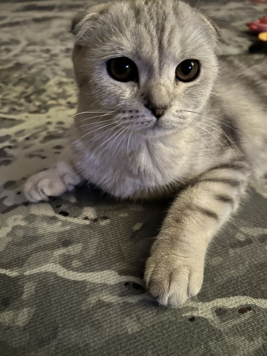 Шотландская вислоухая кошка