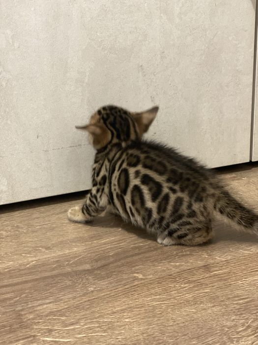 Бенгалски котенца