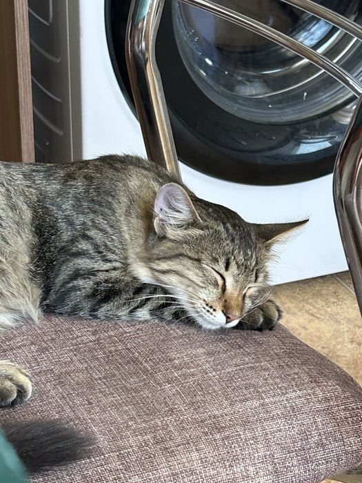 Спасите котенка от улицы