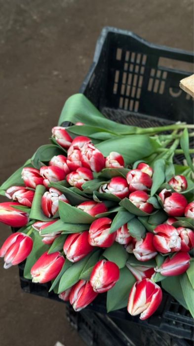 Беллорусские тюльпаны